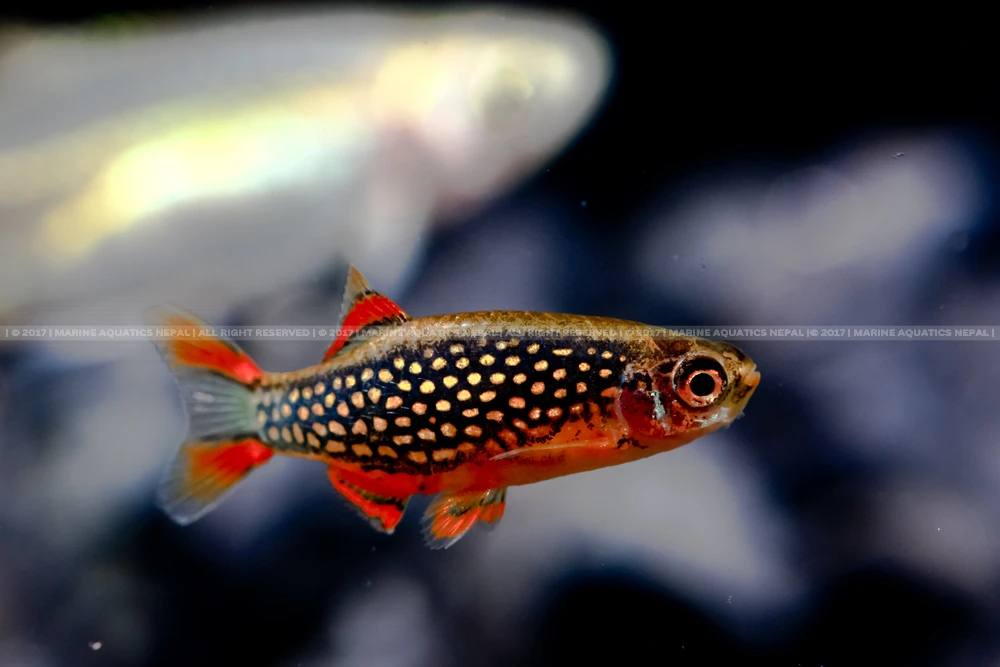 Galaxy rasbora care best sale