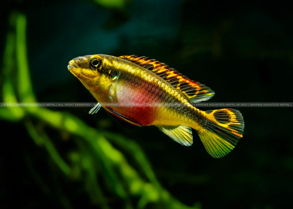 Kribensis cichlid care hotsell