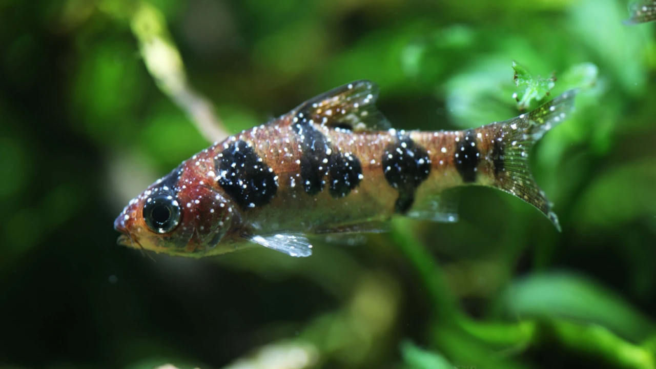 Is 'White Spot' disease that severe for your fishes? - Marine Aquatics Nepal